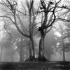 tree.jpg image by EvilNeedsCandyToo