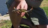 bluecrab.jpg image by Pythonpreacher